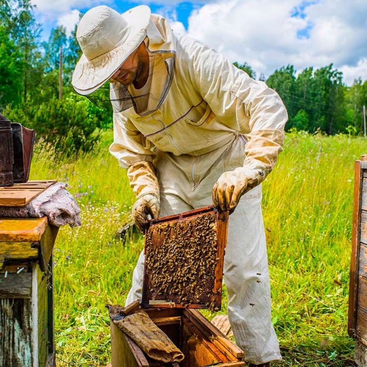 asalarichilik engineering