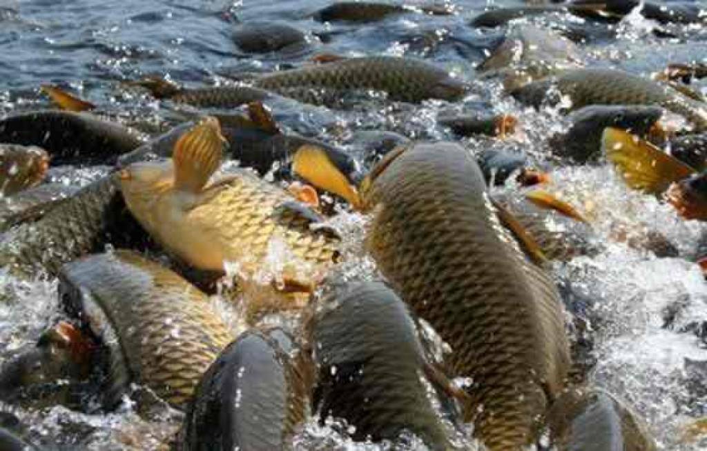 mechanical engineering