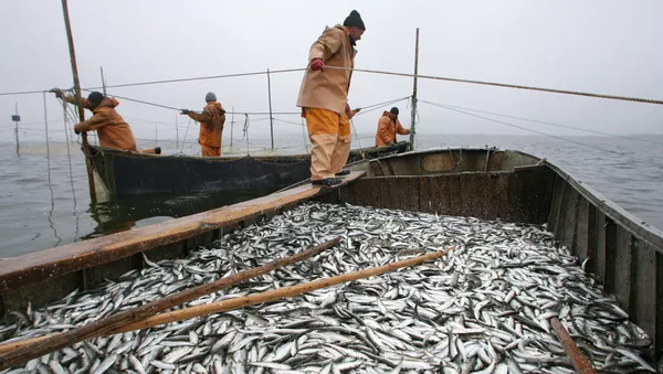 baliqchilik engineering